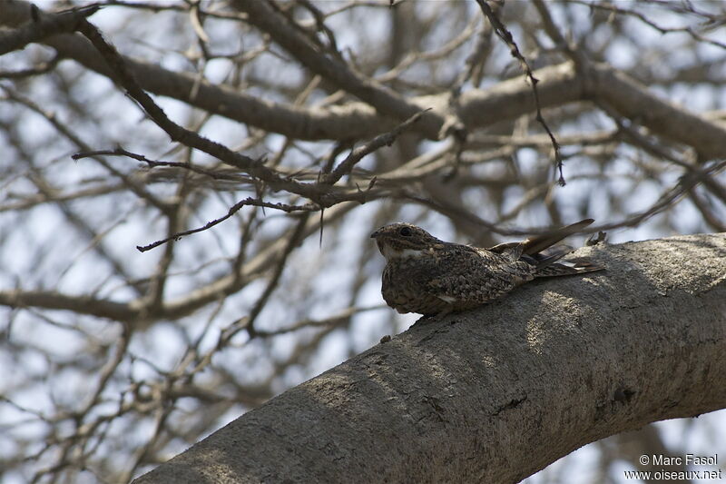 Lesser Nighthawkadult, identification, Behaviour