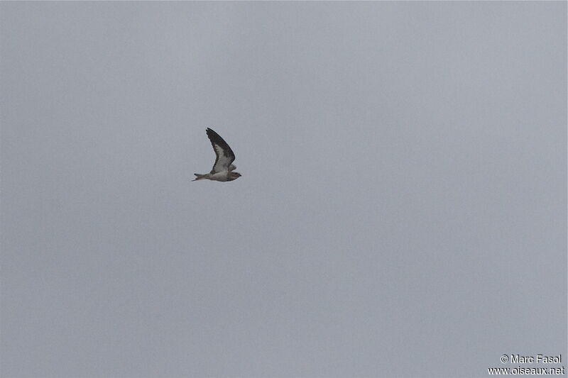 Sand-colored Nighthawkadult, Flight