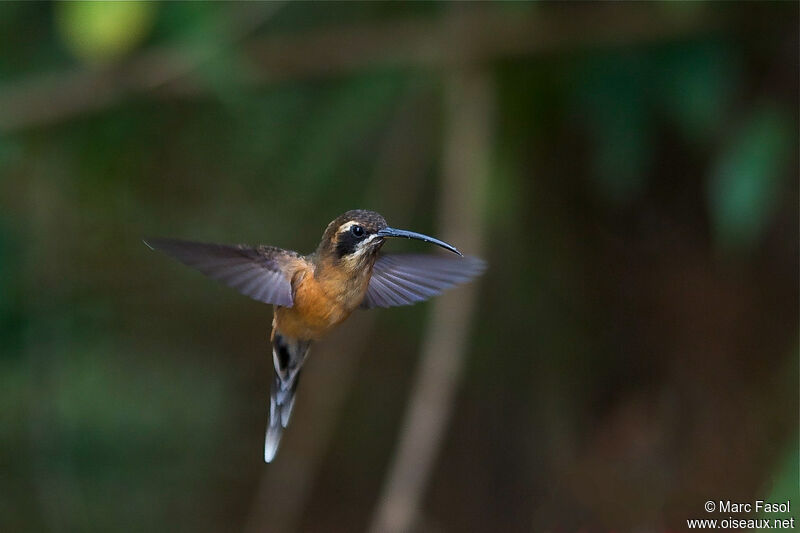 Black-throated Hermitadult, Flight