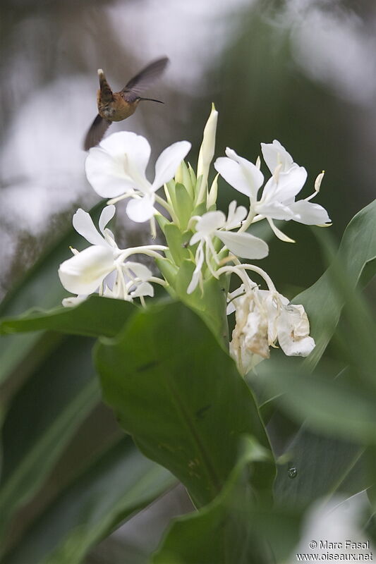 Stripe-throated Hermitadult, identification, Flight, feeding habits