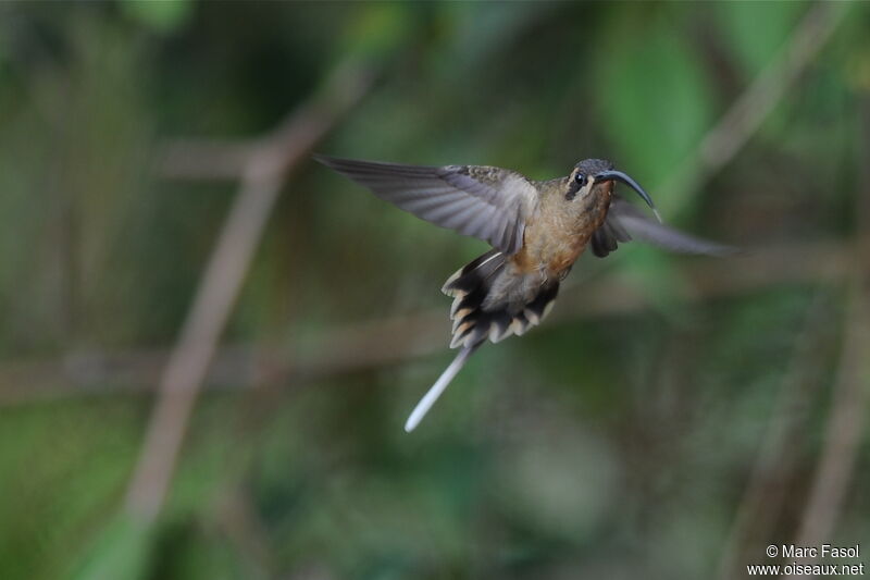 Long-billed Hermitadult, Flight