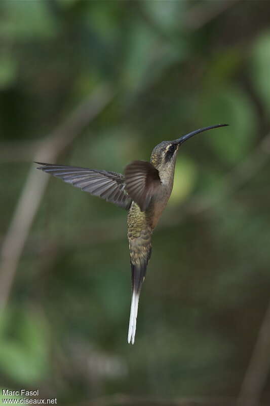 Long-billed Hermitadult, Flight