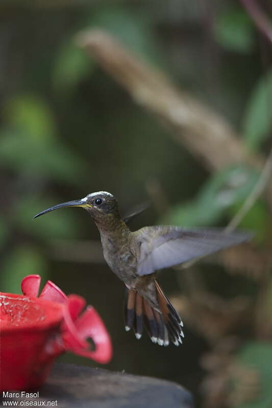 Rufous-breasted Hermitadult, pigmentation, Flight