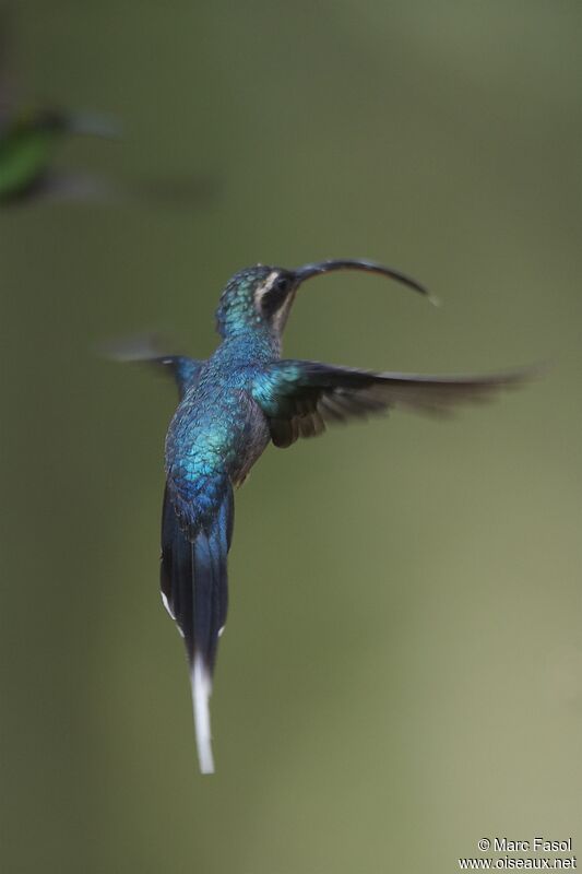 Green Hermit female adult, Flight