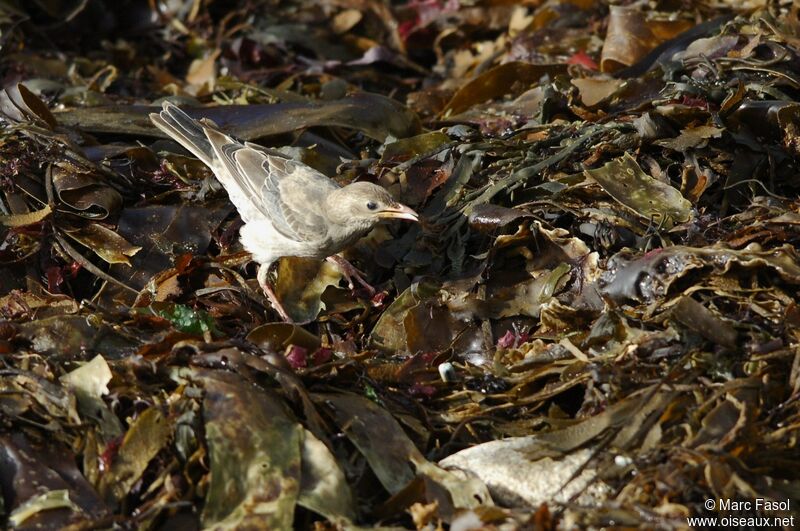 Rosy StarlingFirst year, identification, feeding habits