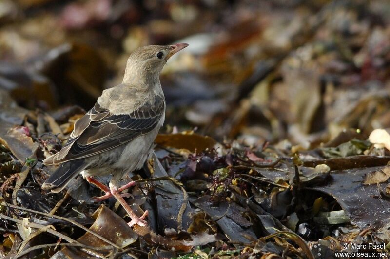 Rosy StarlingFirst year, feeding habits, Behaviour