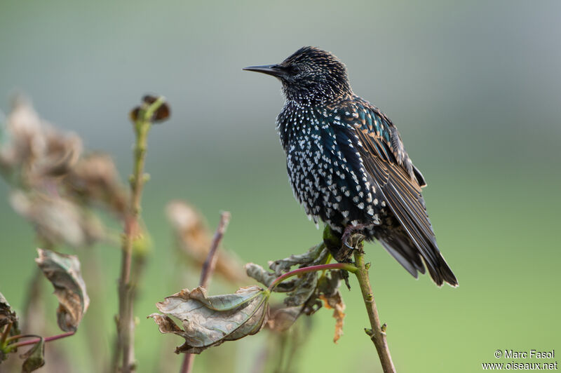 Common Starlingadult post breeding