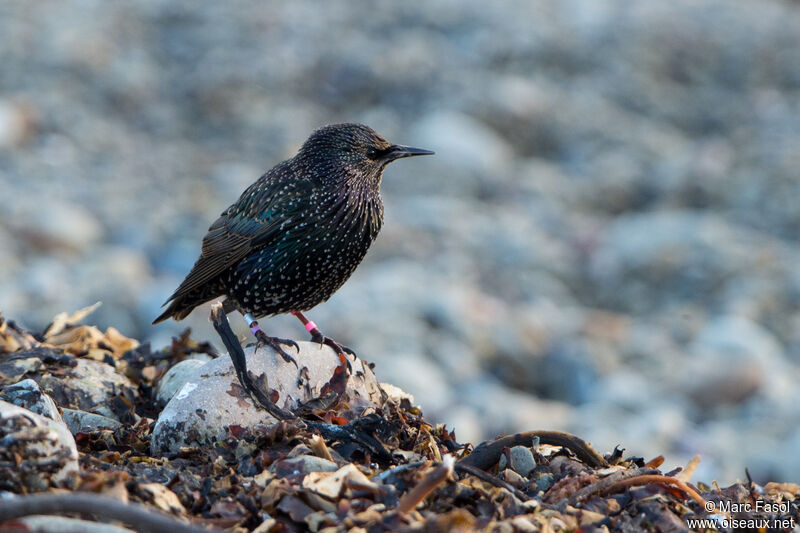 Common Starlingadult post breeding, identification