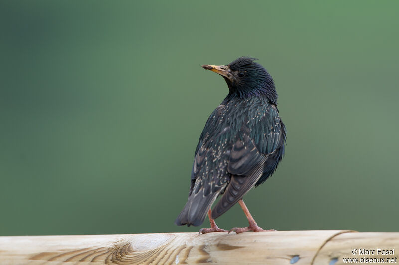 Common Starlingadult, identification