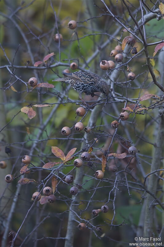 Common Starling, identification, feeding habits, Behaviour