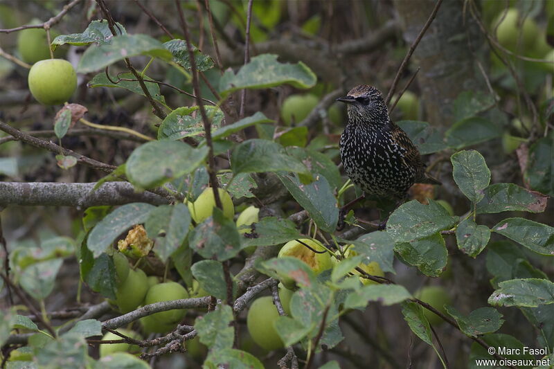 Étourneau sansonnetadulte internuptial, identification, régime