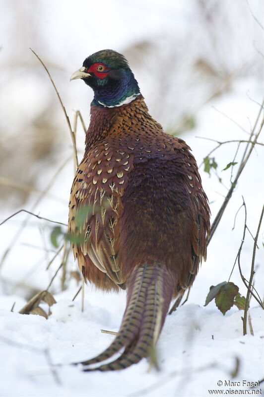 Faisan de Colchide mâle, identification