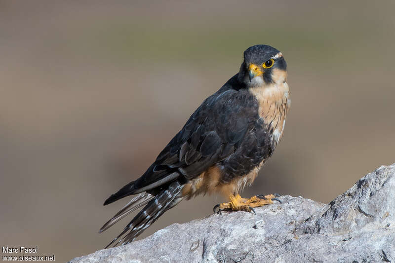 Aplomado Falconadult, identification