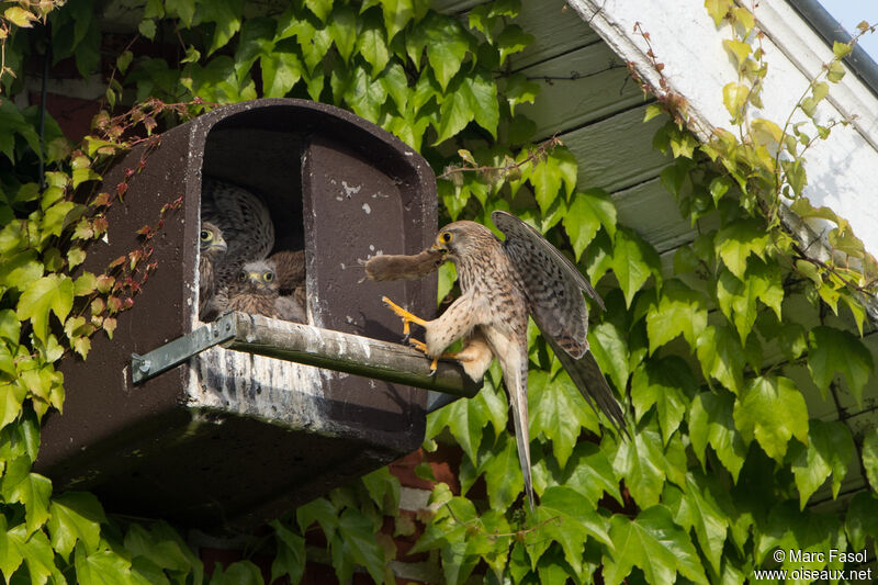 Common Kestrel, identification, Reproduction-nesting