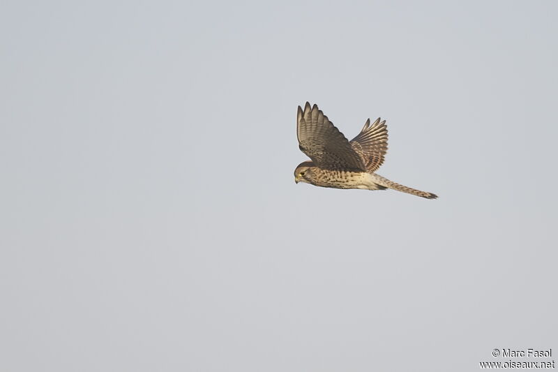 Common Kestrel female, Flight