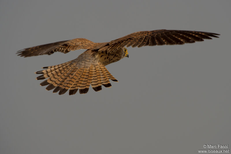 Lesser Kestrel female adult breeding, Flight