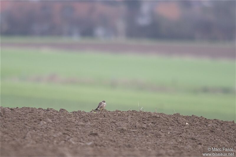 Merlin female, identification