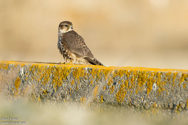 Merlin female subadult, identification