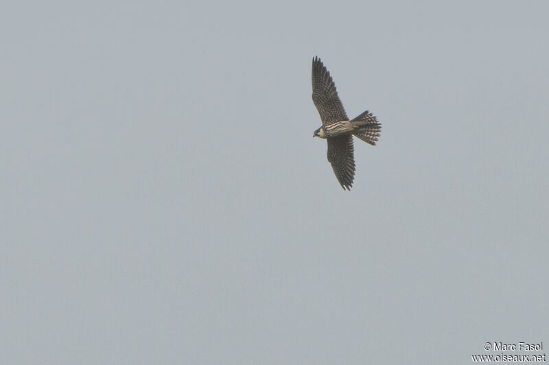 Eurasian Hobbyadult, Flight