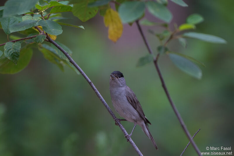 Eurasian Blackcap male adult, identification