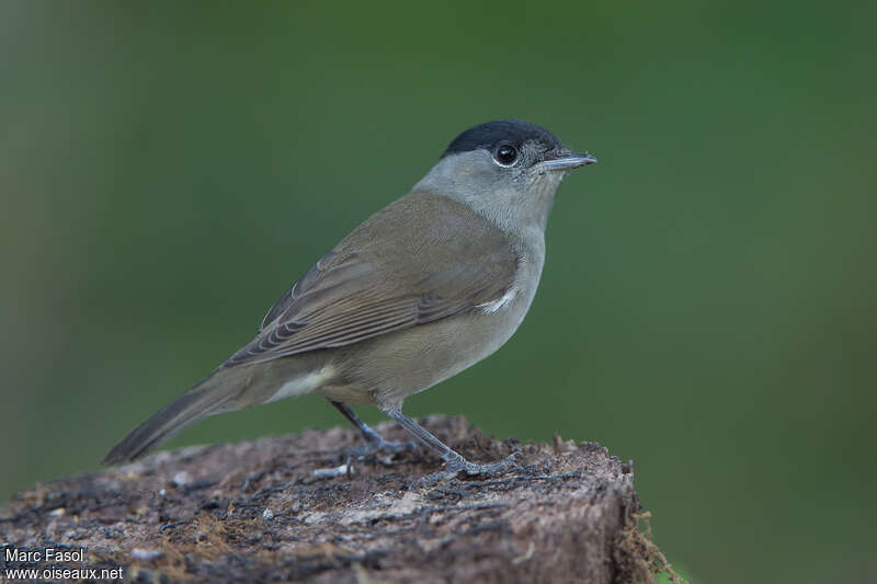 Fauvette à tête noire mâle adulte, identification