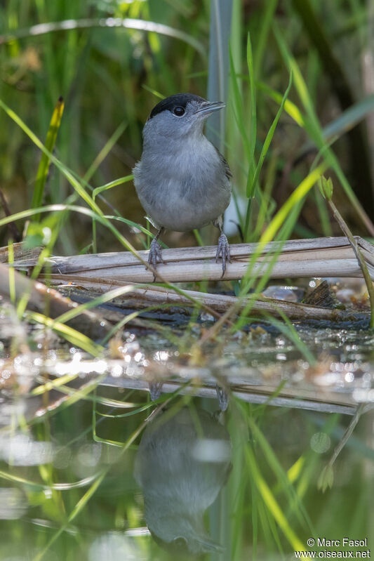 Eurasian Blackcap male adult, identification, drinks