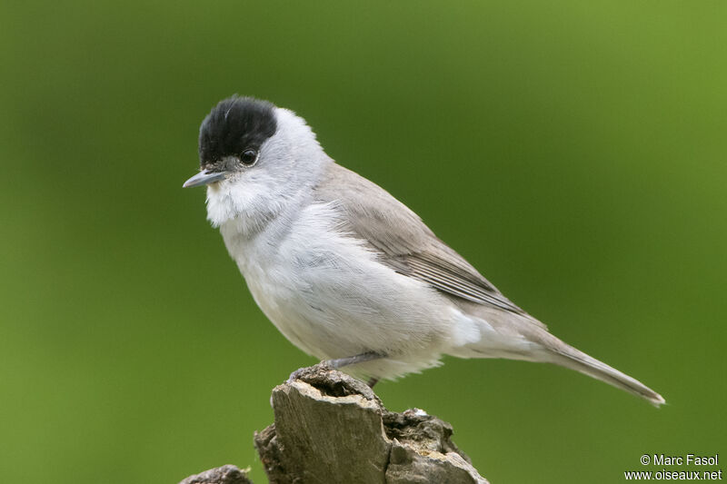 Eurasian Blackcap male adult breeding, identification