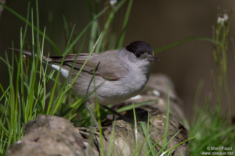 Eurasian Blackcap male adult, identification