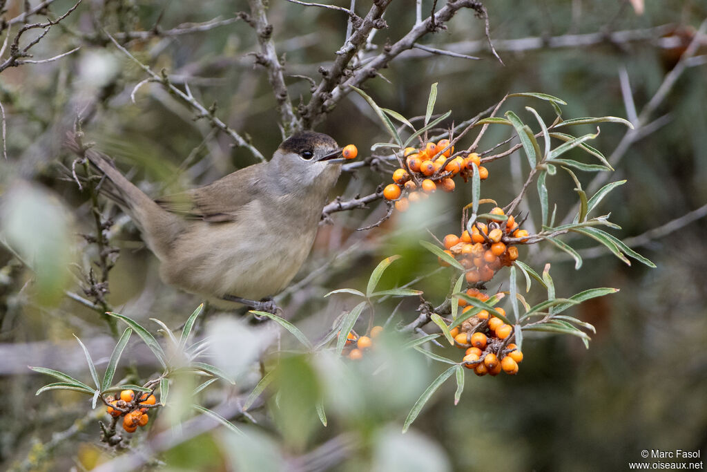 Fauvette à tête noire mâle adulte internuptial, identification, régime