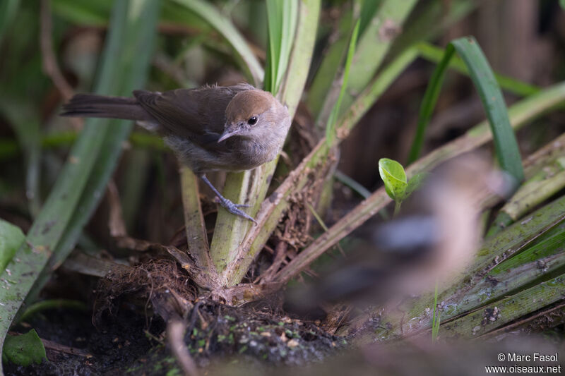 Eurasian Blackcap female adult post breeding, identification, care