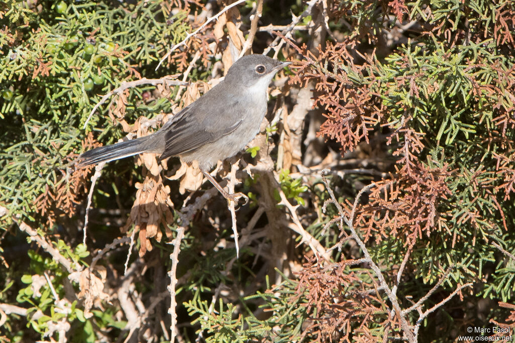 Fauvette de Ménétries