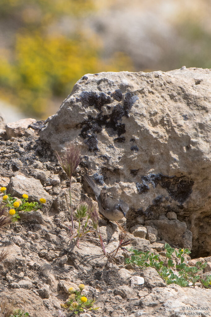 Rüppell's Warbler female adult, walking