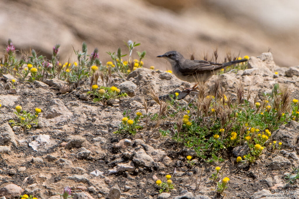 Rüppell's Warbler female adult, walking