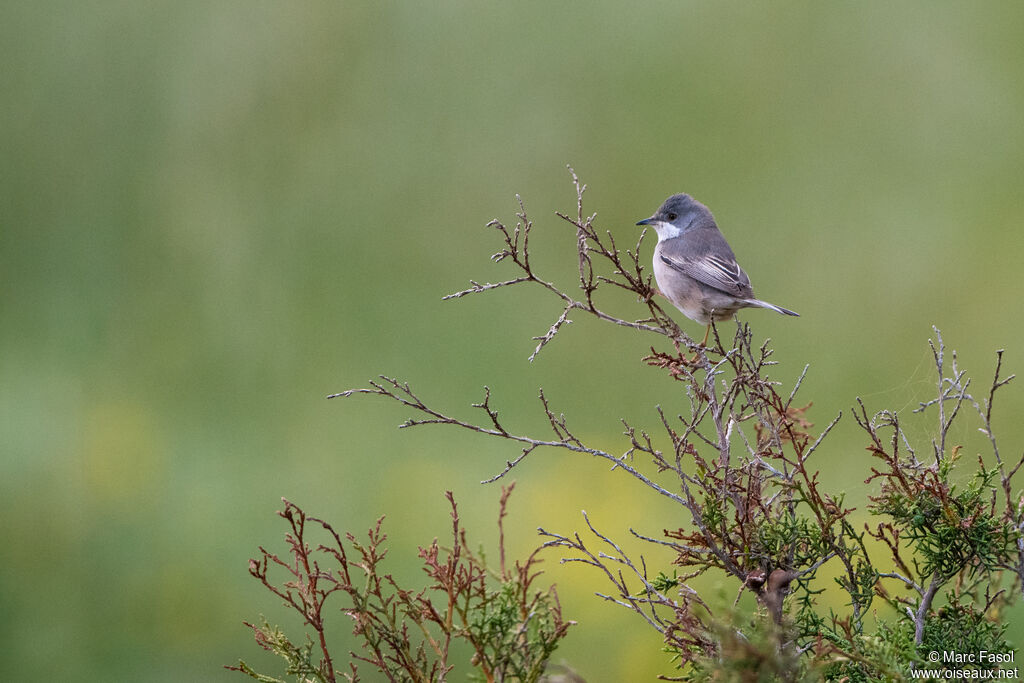 Rüppell's Warbler female adult, identification