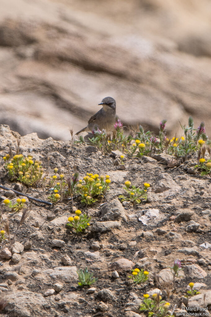 Fauvette de Rüppell femelle adulte, marche