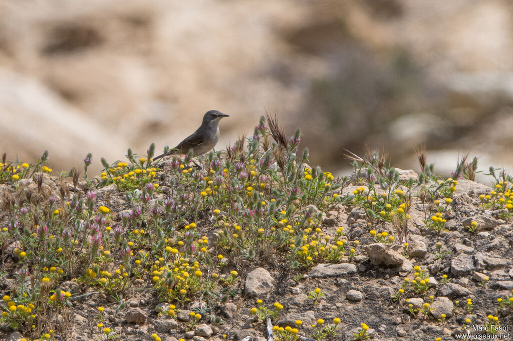 Rüppell's Warbler female adult, identification