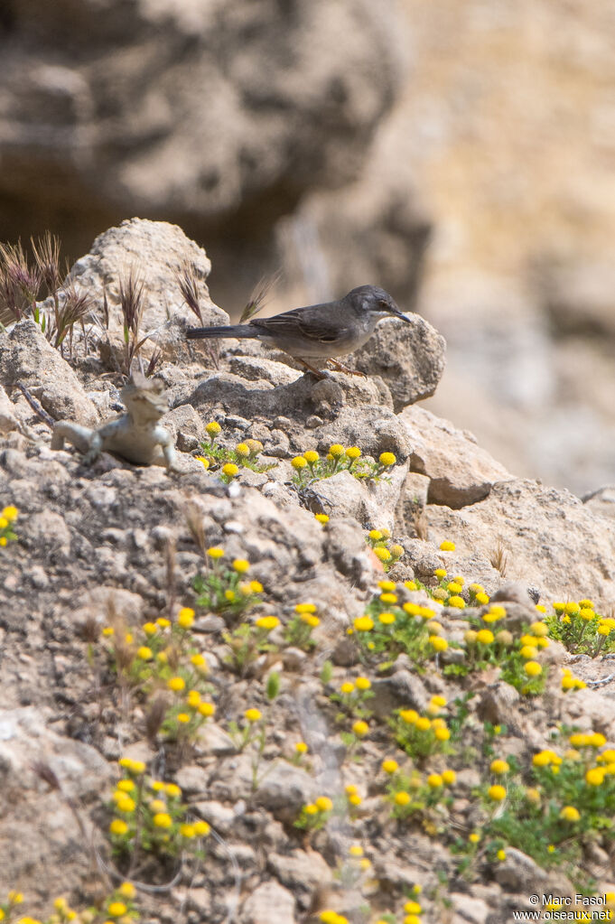Rüppell's Warbler female adult, walking