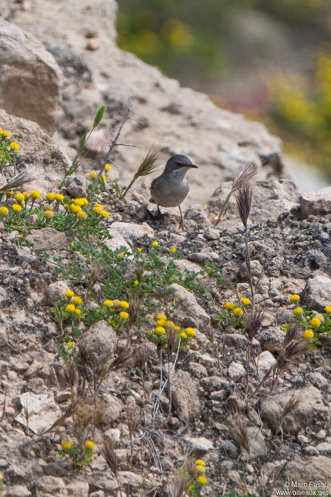 Rüppell's Warbler female adult, identification