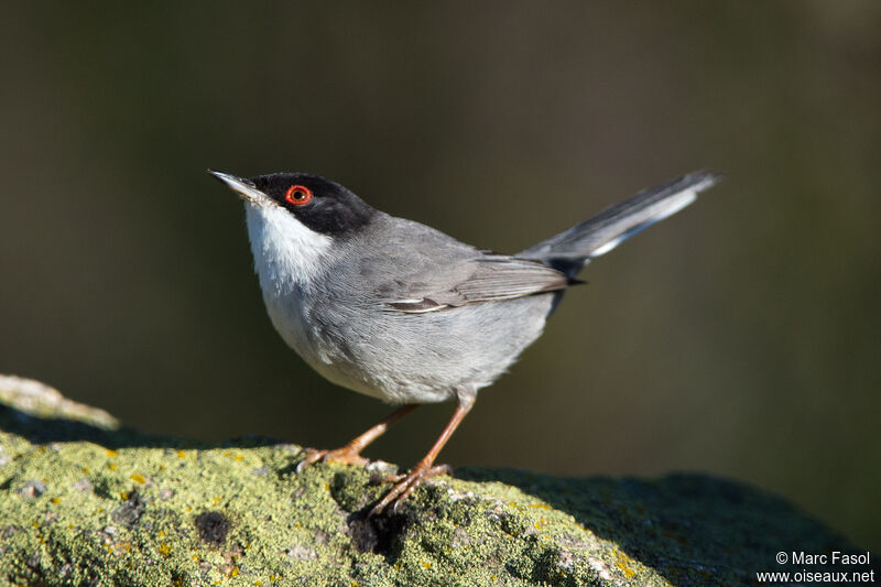 Sardinian Warbler male adult, identification