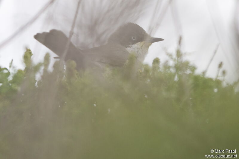 Eastern Orphean Warbler male adult breeding, identification, feeding habits