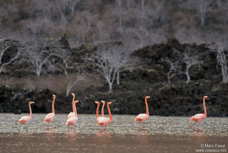 American Flamingo, identification, Behaviour