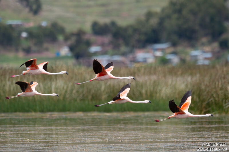 Chilean Flamingoadult, Flight