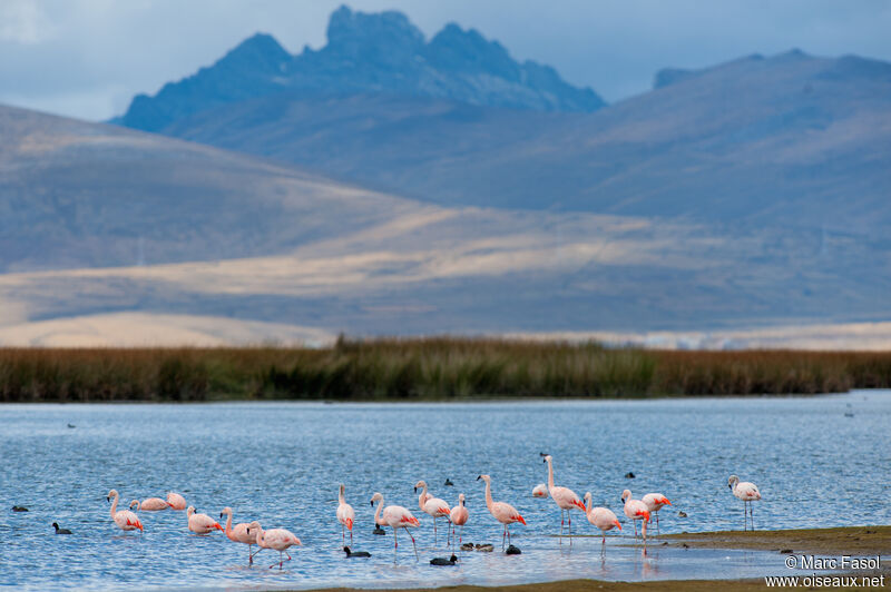 Chilean Flamingoadult, identification