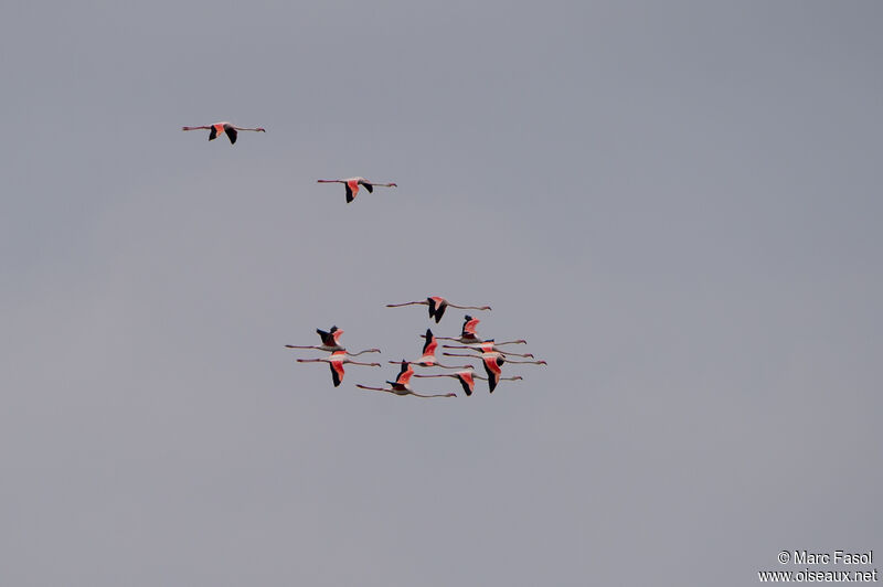 Greater Flamingo, Flight