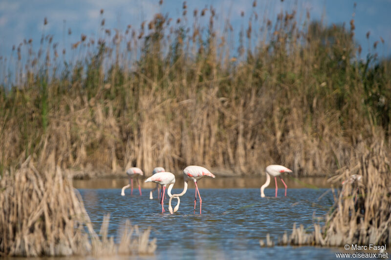 Flamant rose, identification, régime