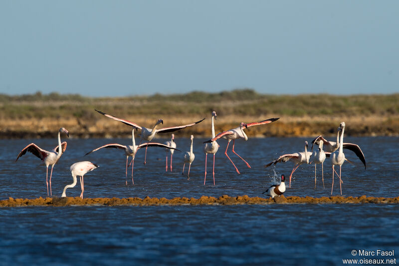 Greater Flamingo, Flight