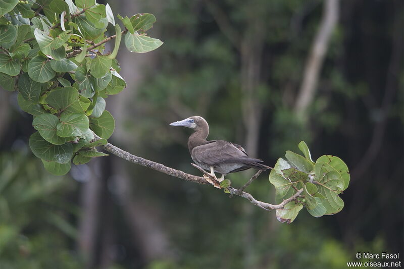 Brown Boobyimmature, identification