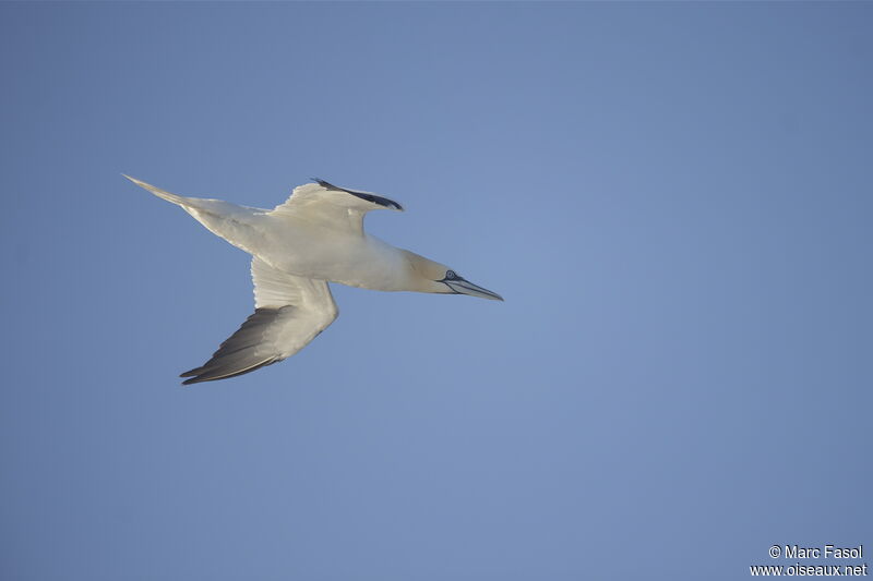 Northern Gannetadult post breeding, Flight