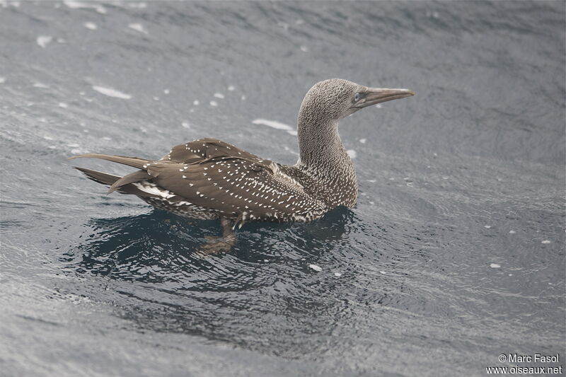 Northern Gannetjuvenile, identification