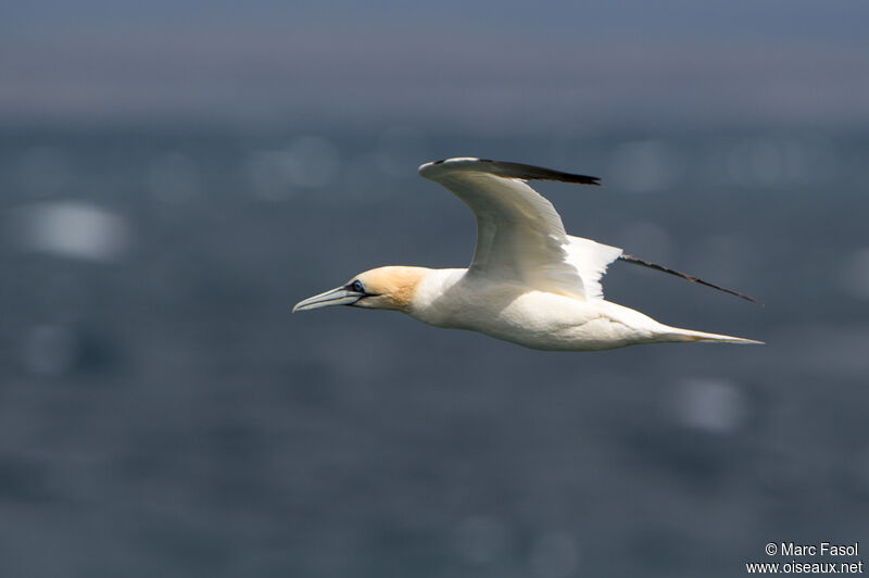 Northern Gannetadult, identification, Flight, fishing/hunting